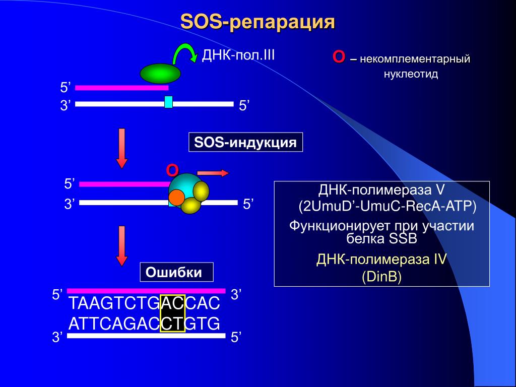 Что значит сос. SOS репарация. Сос репарация ДНК. Механизм SOS-репарации. Сос система репарации.