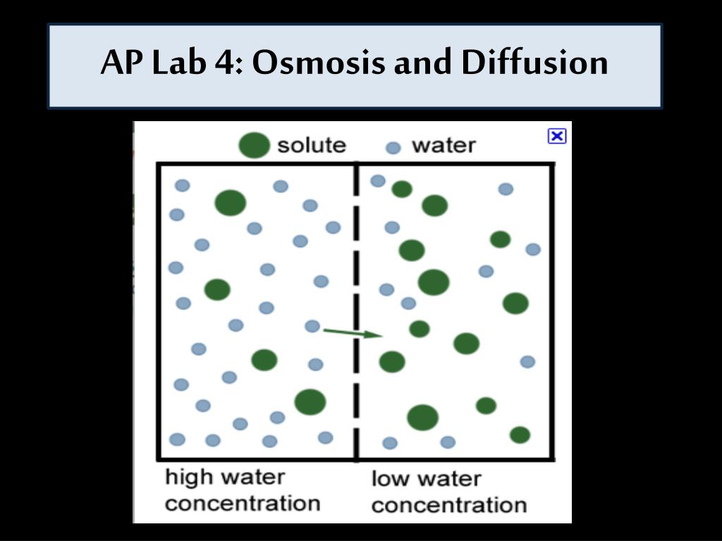PPT AP Lab 4 Osmosis and Diffusion PowerPoint Presentation, free
