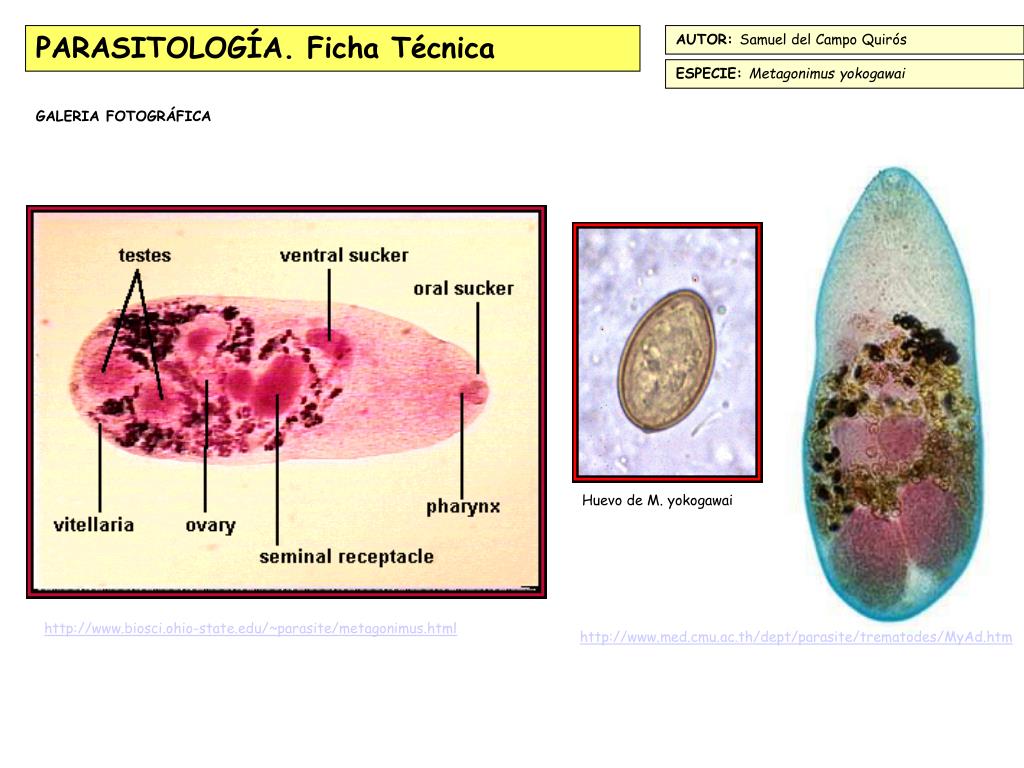 Ppt Parasitolog A Ficha T Cnica Powerpoint Presentation Free Download Id