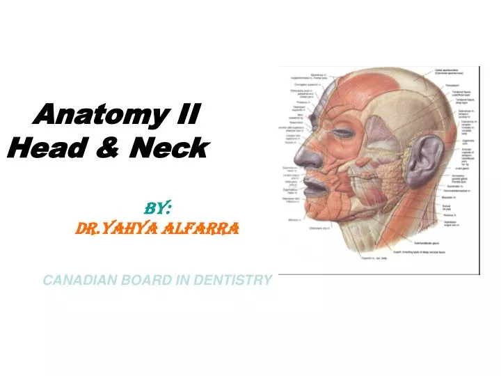anatomy ii head neck by dr yahya alfarra canadian board in dentistry n.