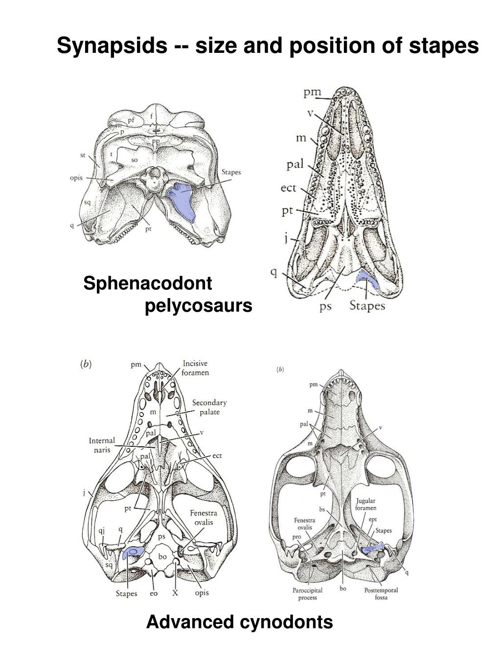 PPT Mammal Characteristics Soft Anatomy Skin Glands sweat Scent 