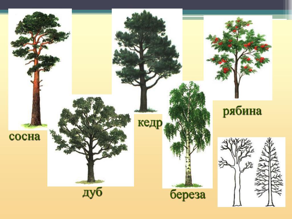 Ель хвойное дуб. Ель сосна осина дуб береза липа. Ель береза сосна клен это. Сосна, лиственница, кедр, ольха дуб. Деревья береза дуб,осина,рябина.