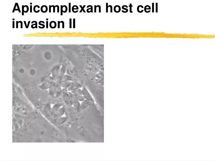 apicomplexan host cell invasion ii n.