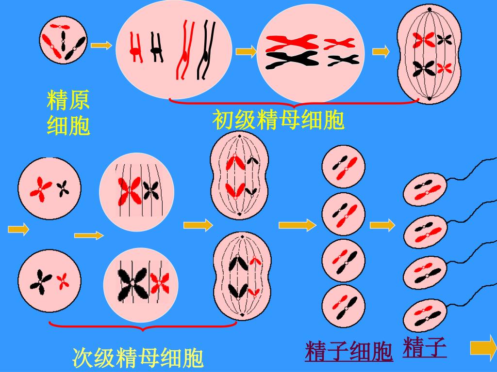 Ppt 精原细胞powerpoint Presentation Free Download Id 4394273