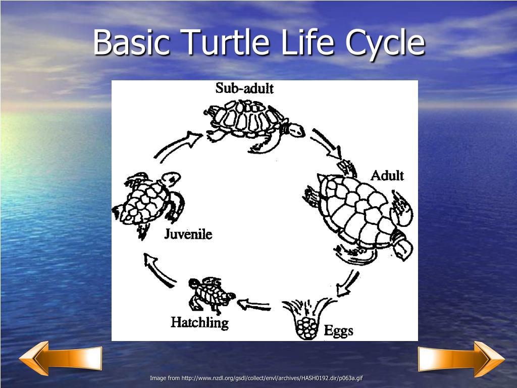 Turtle Life Cycle Diagram