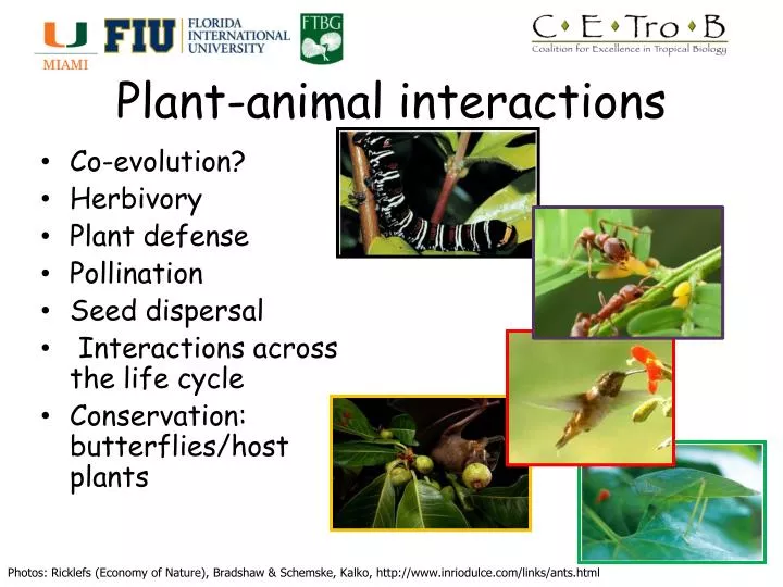 PPT - Plant-animal interactions PowerPoint Presentation, free download -  ID:4396165