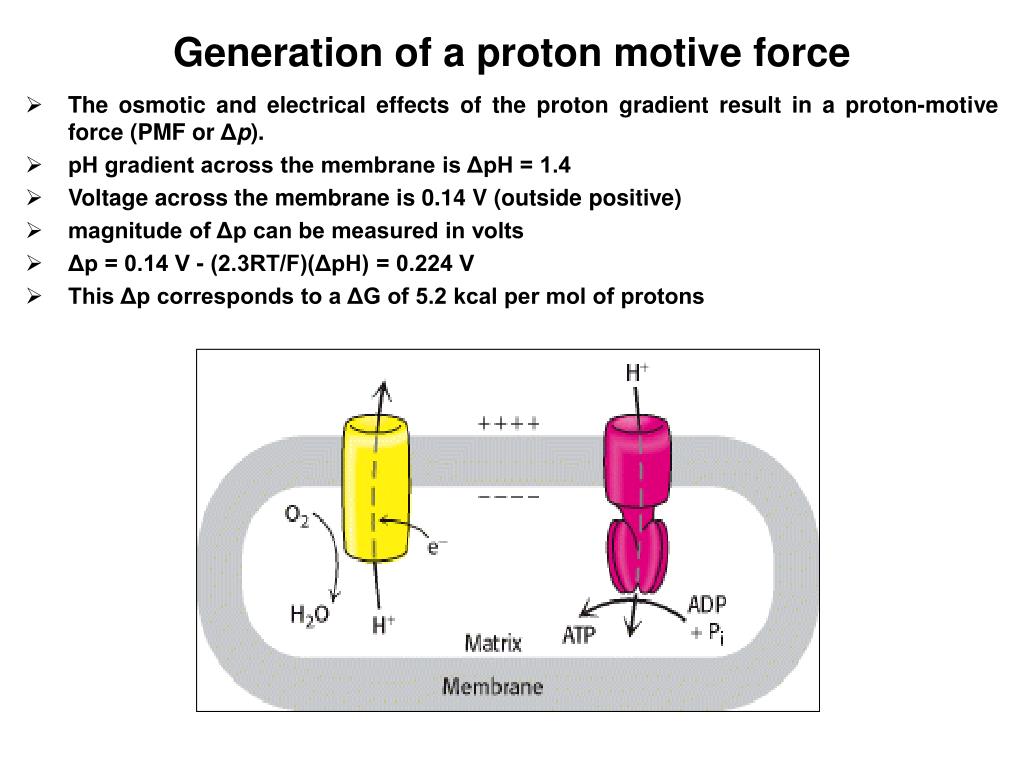 how proton motive force drives etc how proton motive force drives etc