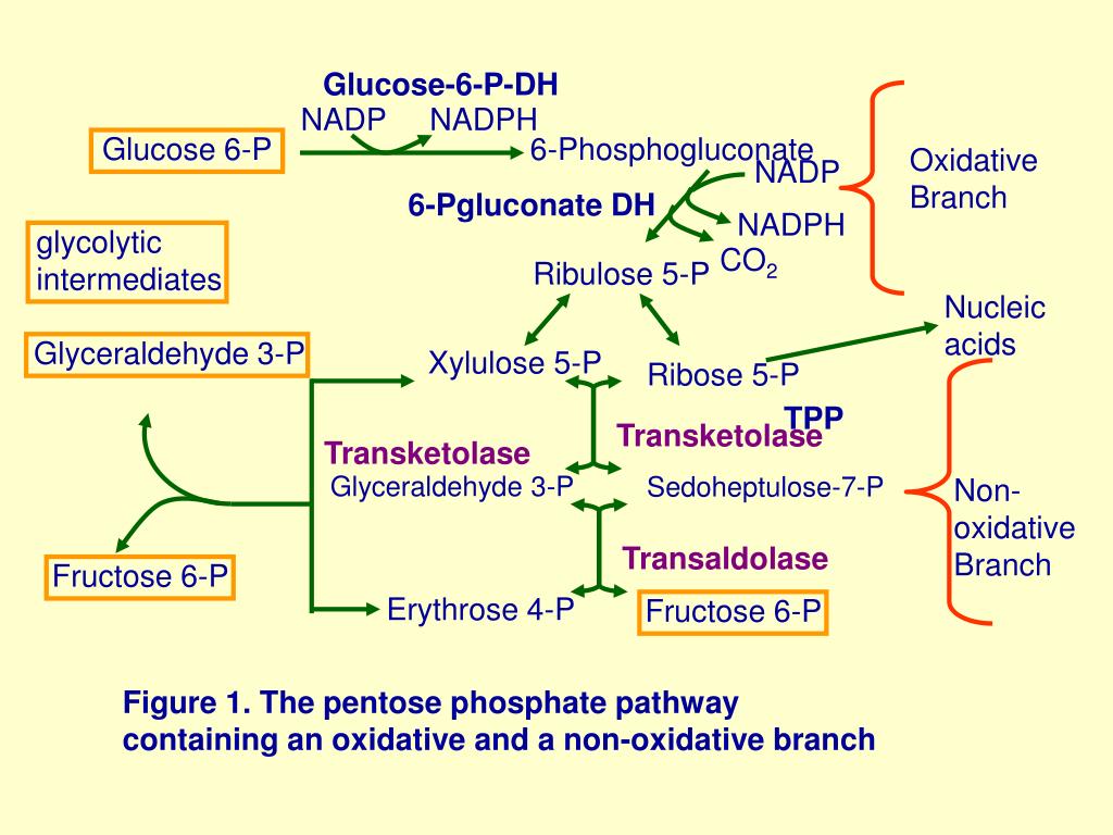 PPT PENTOSE PATHWAY ANTIOXIDANTS PowerPoint Presentation Free 