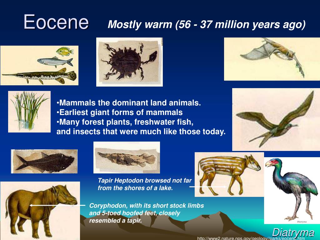 PPT - Lecture 4 Cenozoic Climate Change PowerPoint Presentation, free ...