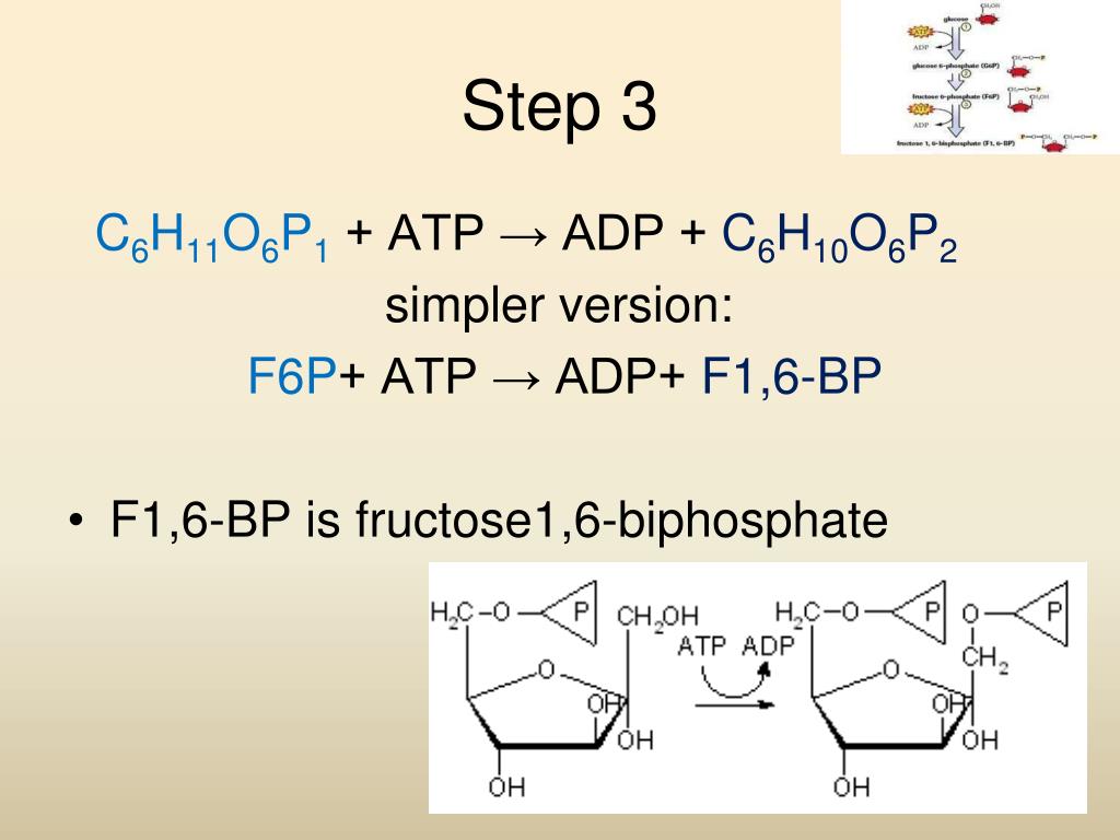 PPT 2.2 Cellular Respiration The Details PowerPoint