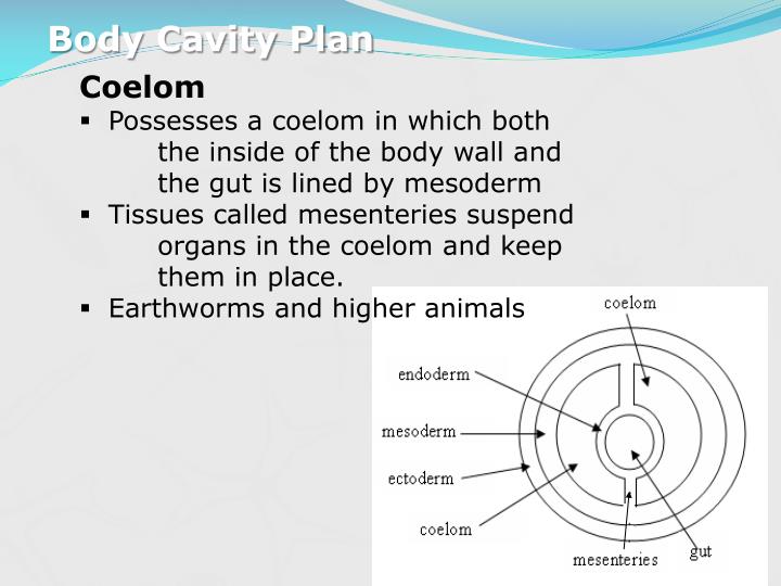 ppt the animal kingdom what are the factors that define an animal powerpoint presentation ppt the animal kingdom what are the factors that define an animal powerpoint presentation