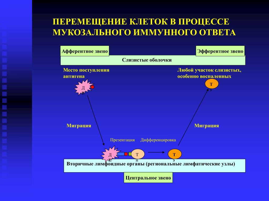 Взаимодействие иммунных клеток. Система мукозального иммунитета. Эффекторные механизмы мукозального иммунитета. Механизм иммунного ответа. Механизм развития иммунного ответа.