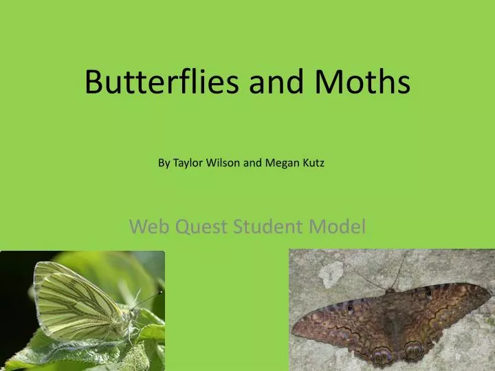 butterflies and moths n.