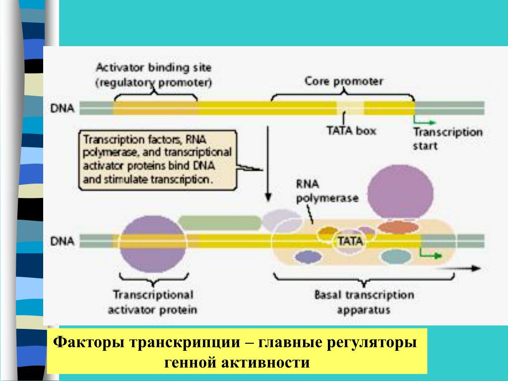Ген соматотропина. Факторы транскрипции и промотор. Факторы транскрипции коровый промотор мутации. Экспрессия генов гормонами. Экспрессия генов коллагена.