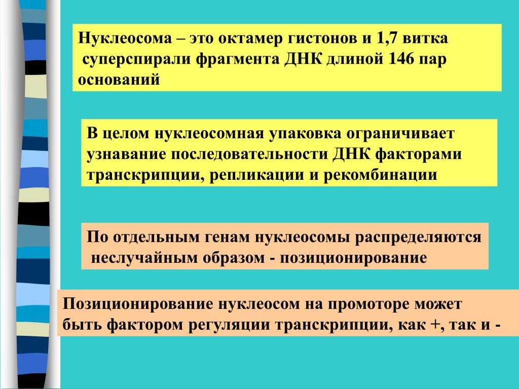 Предположите какая из представленных последовательностей принадлежит гистону. Октамер гистонов. Нуклеосома. Понятие о нуклеосомах. Октамер гистонов и ДНК.