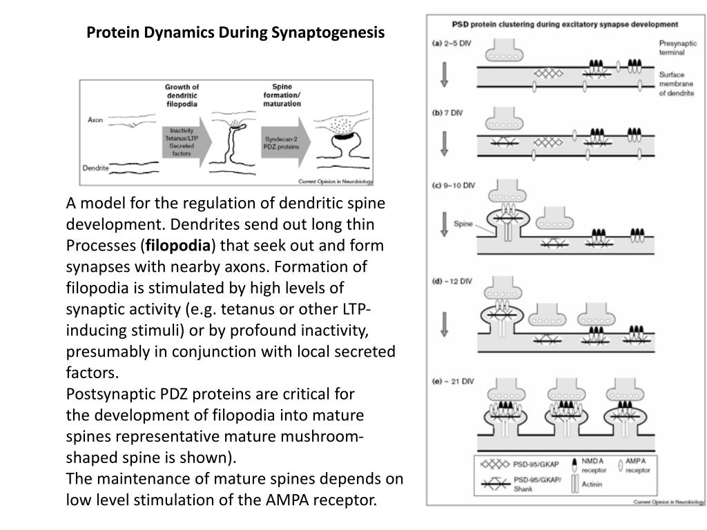 Ppt Synapse Formation Synaptogenesis Powerpoint Presentation