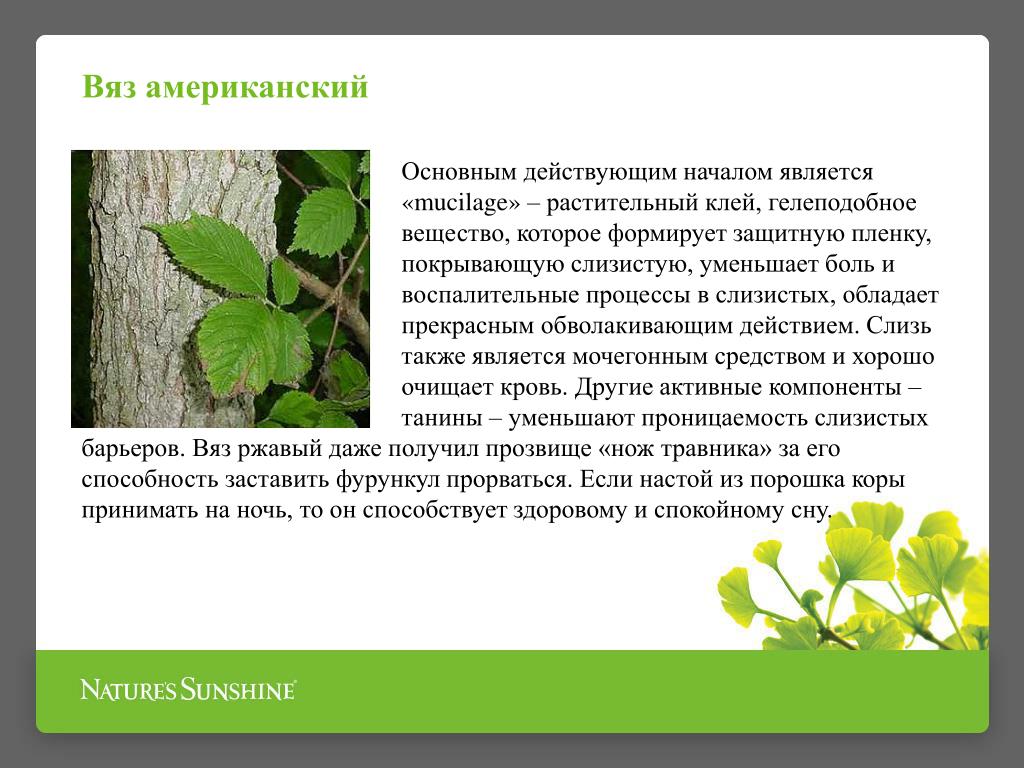 Кора Скользкого Вяза Купить В Аптеке
