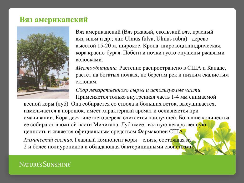 Кора Скользкого Вяза Купить В Аптеке