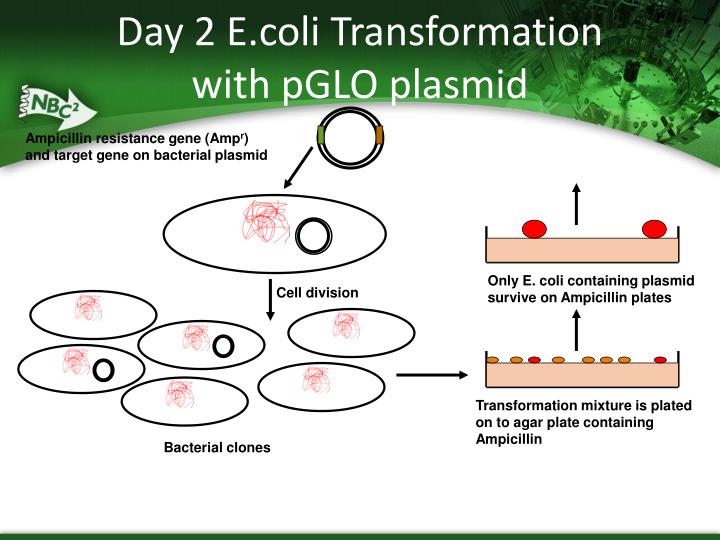pglo plasmid on genetic transformation of Pglo bacterial transformation plasmid for regulated expression of gfp to see this sequence with restriction sites, features, and translations, please download. pglo plasmid on genetic transformation of Pglo bacterial transformation plasmid for regulated expression of gfp to see this sequence with restriction sites, features, and translations, please download.
