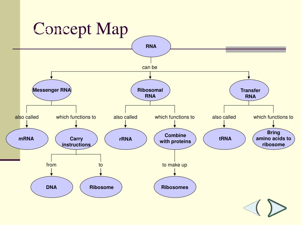 PPT DNA to PROTEIN PowerPoint Presentation, free download ID4406183