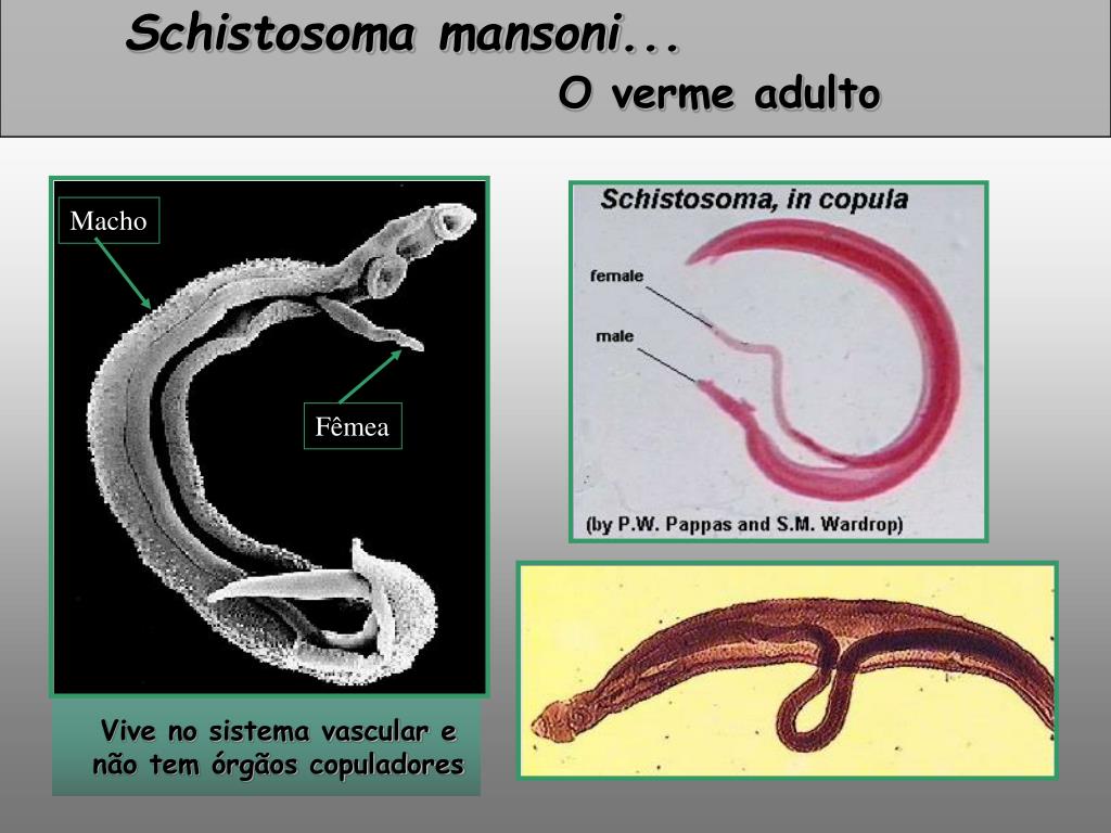 Жизненный цикл шистосомы. Шистосома mansoni. Кровяная двуустка (Schistosoma haematobium). Schistosoma haematobium цикл. Шистосома Мочеполовая цикл.