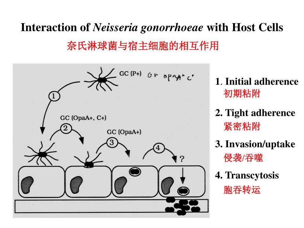 PPT Immune Evasion Of Neisseria Gonorrhoeae PowerPoint Presentation 