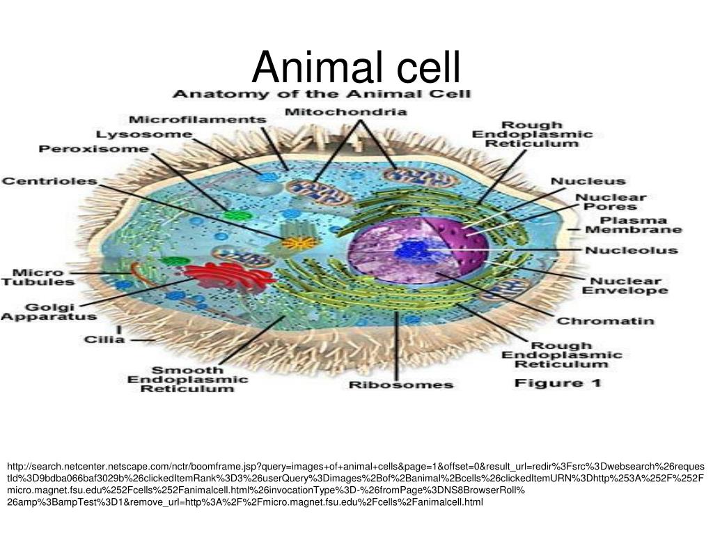 PPT - Skin/Animal cells PowerPoint Presentation, free download - ID:4413916