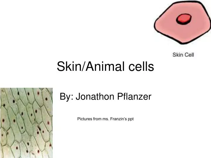PPT - Skin/Animal cells PowerPoint Presentation, free download - ID:4413916