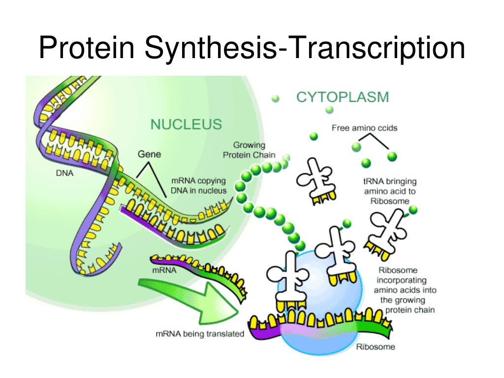 definition of transcription protein synthesis