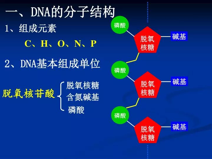 PPT - 2 、 DNA 基本组成单位 PowerPoint Presentation, free download - ID:4416708