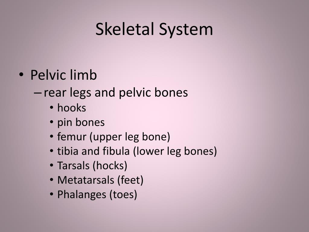 PPT - External Features, Bones & Internal Organs PowerPoint ...