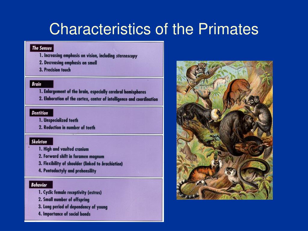 PPT - Characteristics of the Primates PowerPoint ...