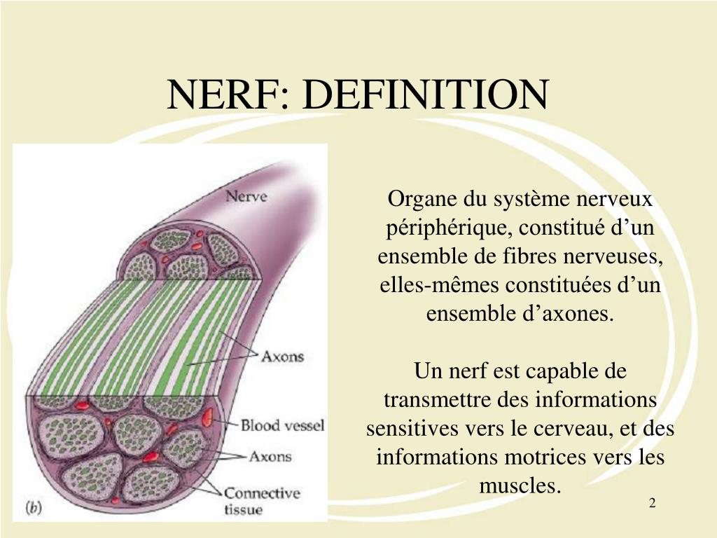 Nerfs : définition 