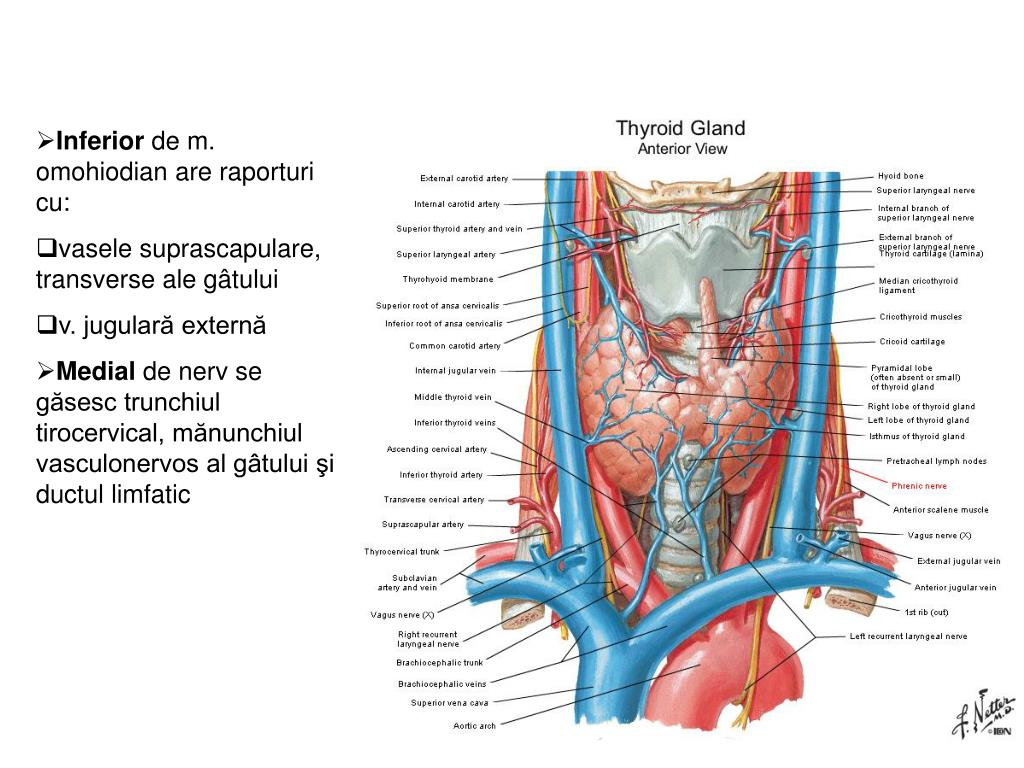 Щитовидная железа анатомия топография латынь. Артерии щитовидной железы топографическая анатомия. Щитовидная железа кровоснабжение и иннервация. Кровоснабжение щитовидной железы топографическая.