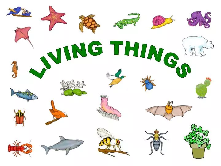 PPT LIVING THINGS PowerPoint Presentation Free Download ID 4423718