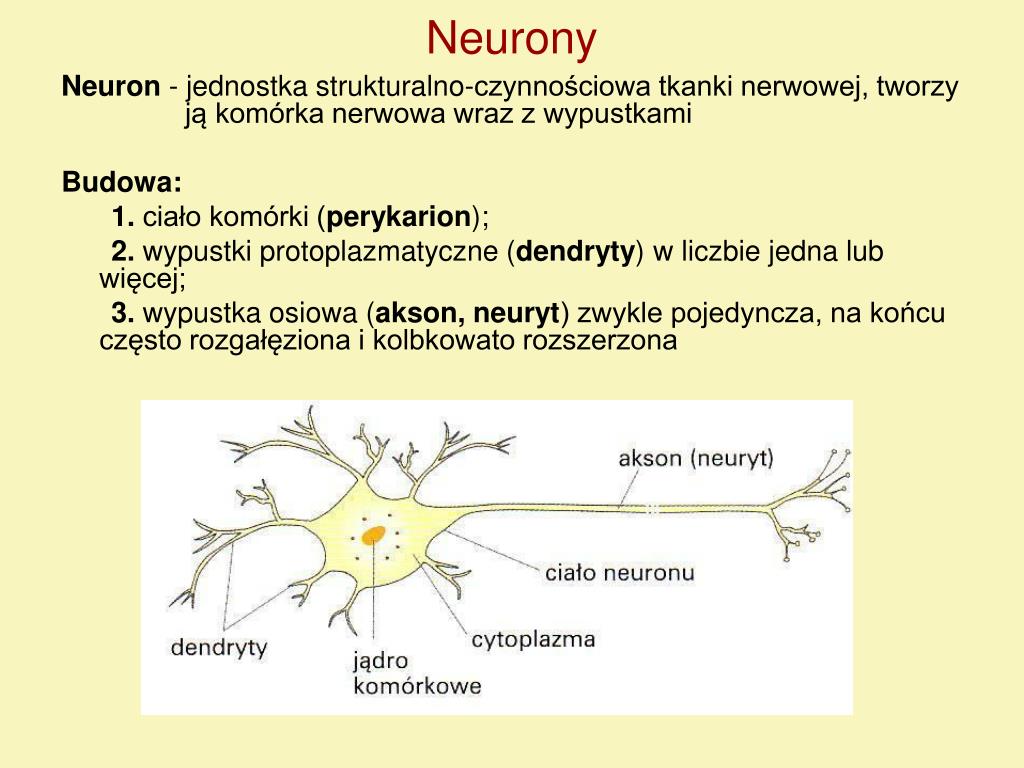 Tkanka Nablonkowa Miesniowa I Nerwowa PPT - Tkanka nerwowa PowerPoint Presentation, free download - ID:4424210