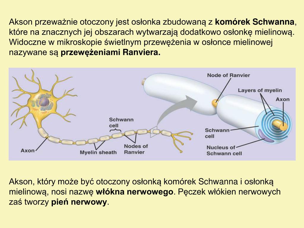 Tkanka Nablonkowa Miesniowa I Nerwowa PPT - Tkanka nerwowa PowerPoint Presentation, free download - ID:4424210