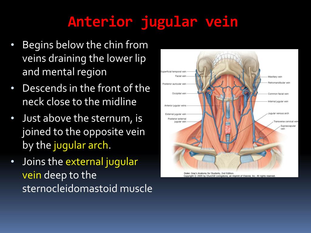 Ppt Major Vessels Of The Head Neck Powerpoint