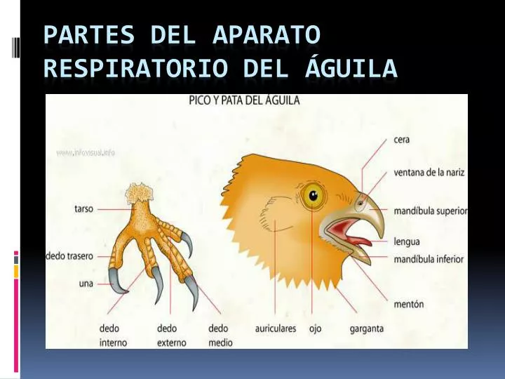 PPT - Partes del Aparato Respiratorio del águila PowerPoint Presentation -  ID:4432159