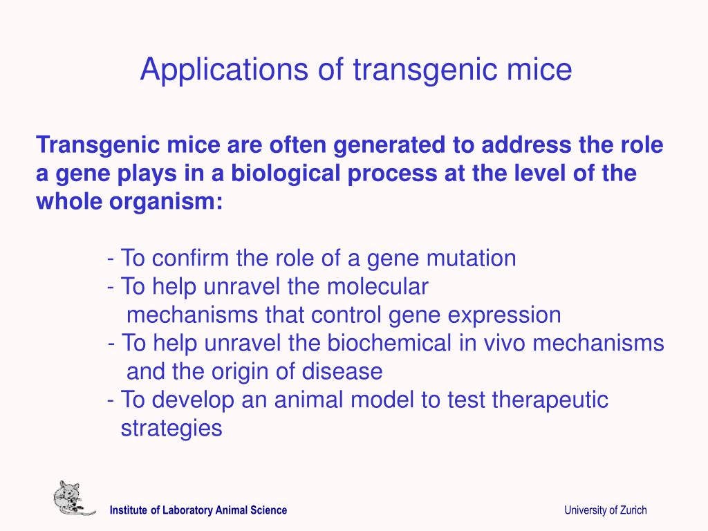 PPT - Transgenic Mouse Models Bio 426 / HS 2012 PowerPoint Presentation -  ID:4433084