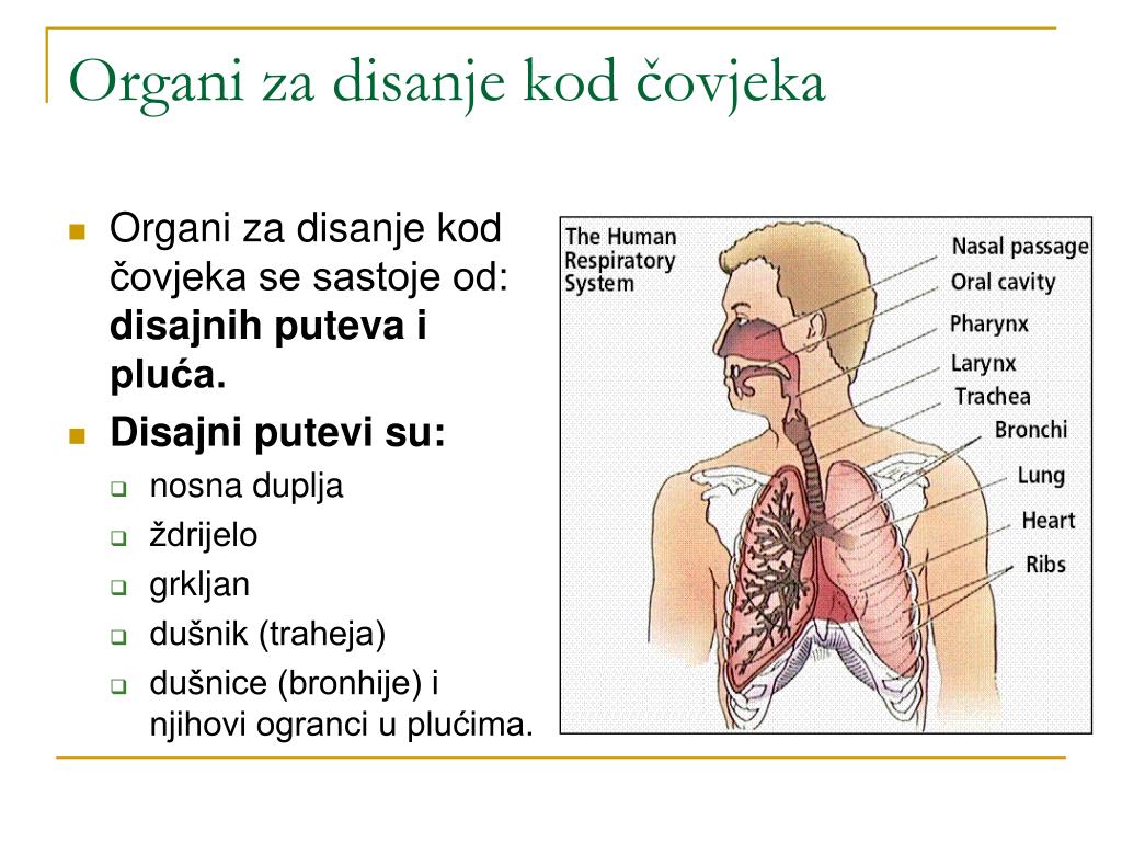 Sustav organa za disanje ppt