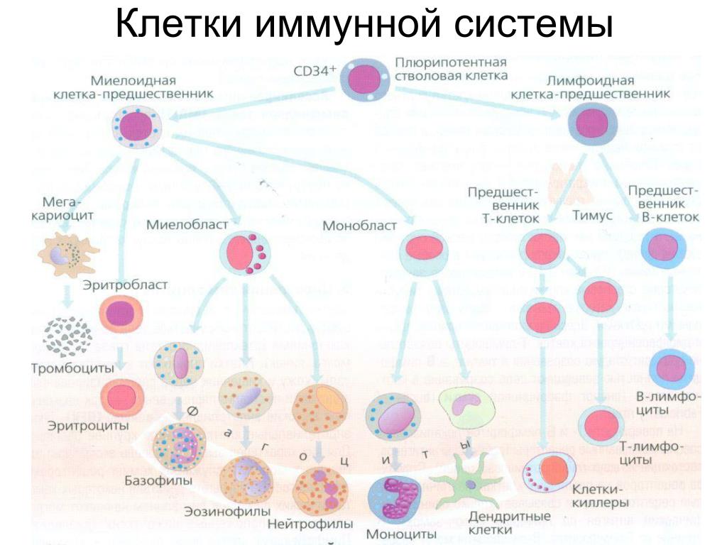 Количество т клеток. Клетки иммунной системы и их функции. Схема дифференцировки клеток иммунной системы. Функции различных клеток иммунной системы. Основные клеточные элементы иммунной системы.