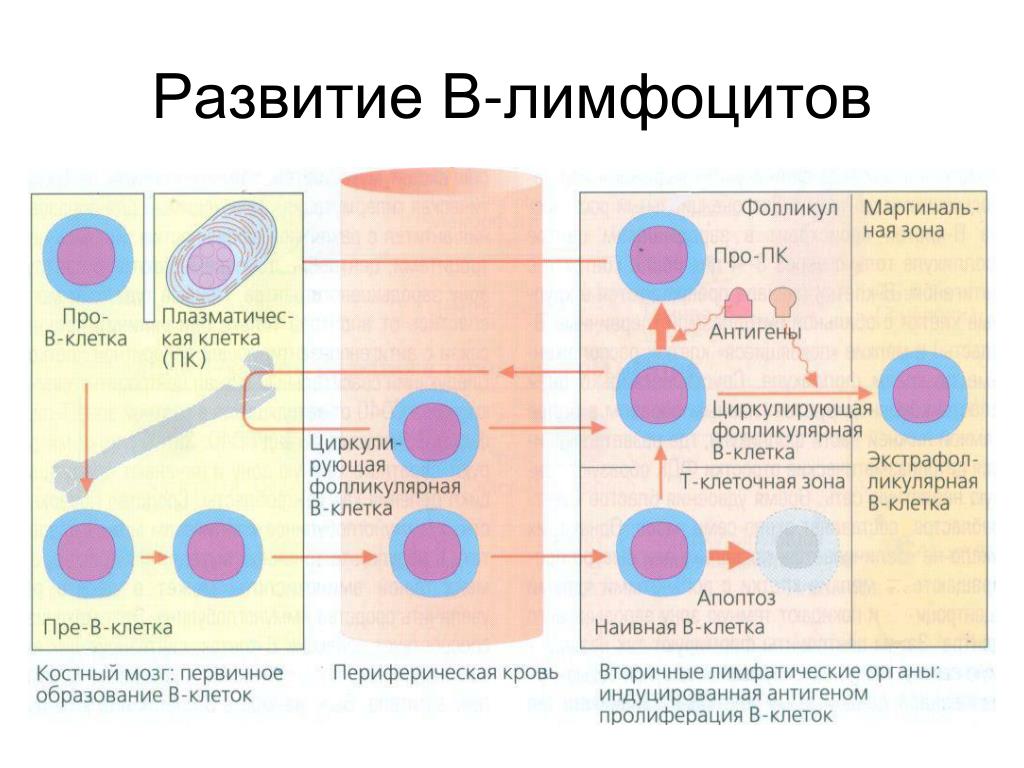 Кровь на б клетки. Схема образования т и в лимфоцитов. Созревание т лимфоцитов схема. Схема онтогенеза т лимфоцитов. В1 лимфоциты иммунология функции.