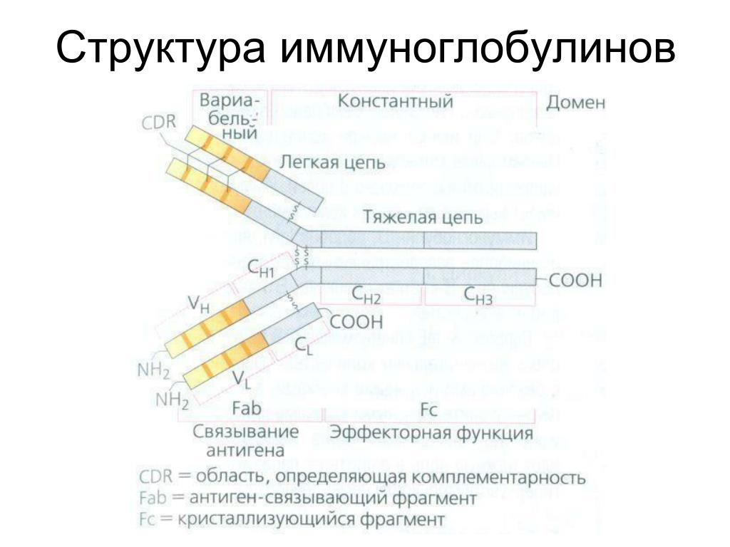 Роль иммуноглобулинов. Строение иммуноглобулина IGG. Строение иммуноглобулина g биохимия. Антитела иммуноглобулины схема строения. Структура молекулы иммуноглобулина g.