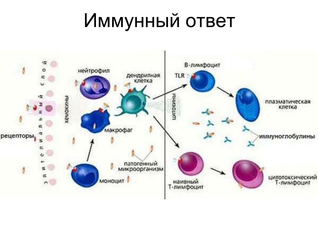 К иммунным клеткам относятся