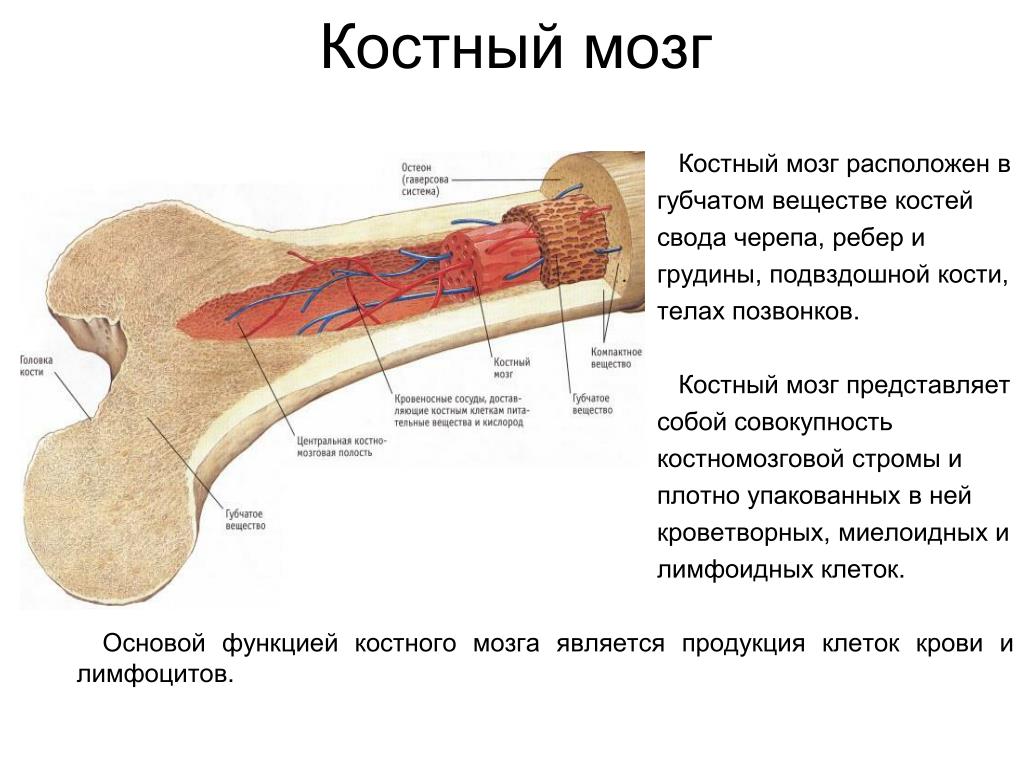 Что находится в губчатом веществе кости. Губчатое вещество и костный мозг. Красный костный мозг расположен. Губчатое вещество с красным костным мозгом. Желтый костный мозг в бедренной кости.