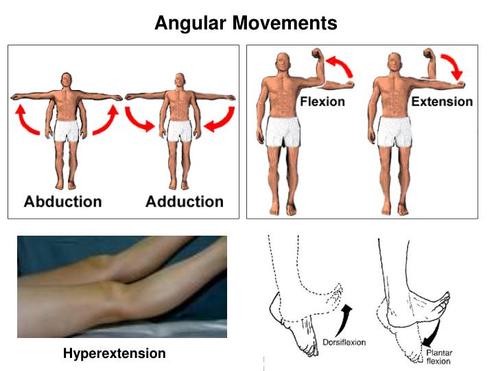 PPT - Articulations PowerPoint Presentation - ID:4438094