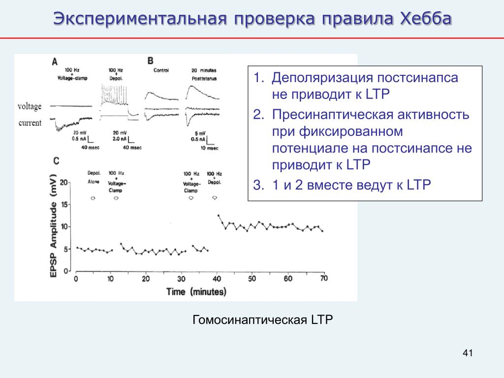 Тормозные синапсы. Замедление деполяризации. Деполяризация это возбуждение. Правило Хебба нейронные. Синапс Хебба.