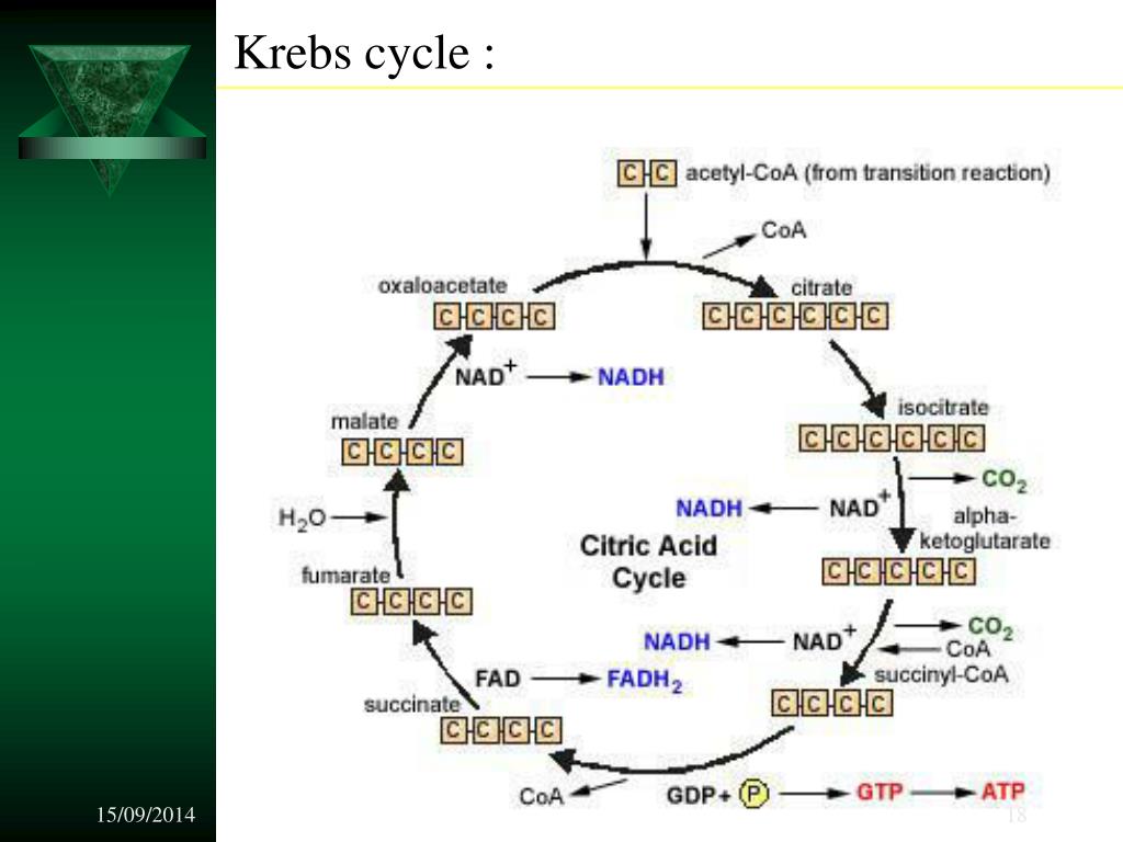 Цитратный цикл. Цикл Кребса биохимия. Krebs Cycle. Цикл Кребса и окислительное фосфорилирование. Цикл трикарбоновых кислот.