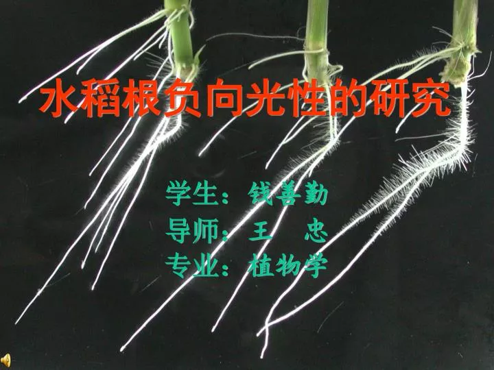 PPT - 水稻根负向光性的研究 PowerPoint Presentation, free download - ID:4443686